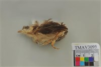 藏品(白頭翁)的圖片